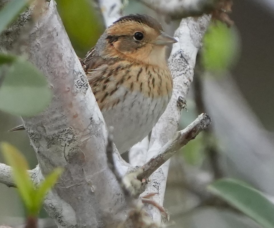 Nelson Serçesi - ML515197691