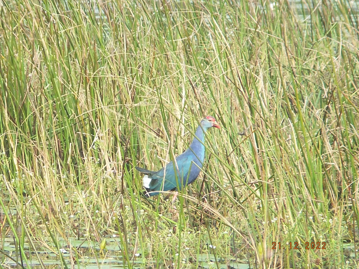 Graukopf-Purpurhuhn - ML515197781