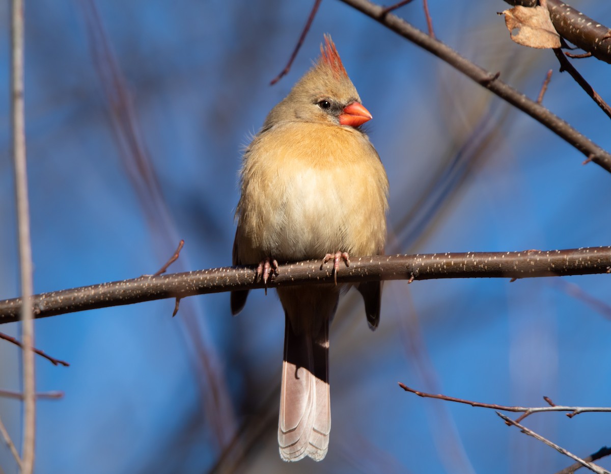 Northern Cardinal - ML515198281