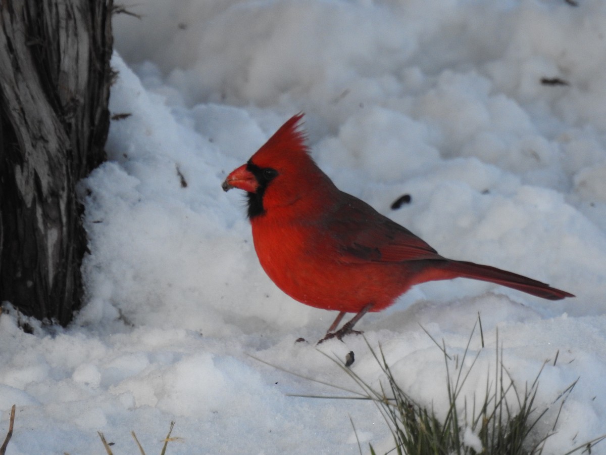 Cardinal rouge - ML515199081
