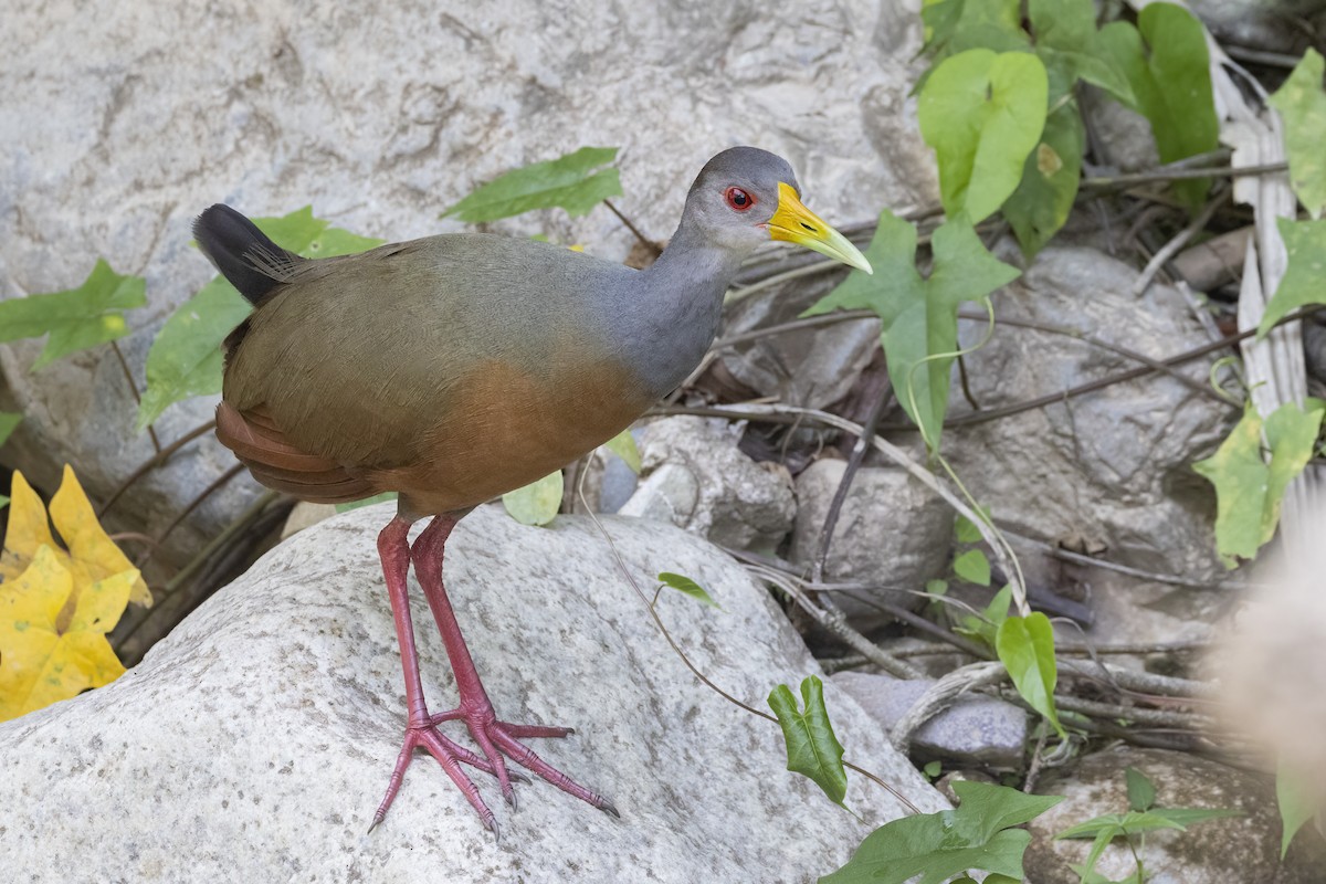 Gray-cowled Wood-Rail - ML515199271