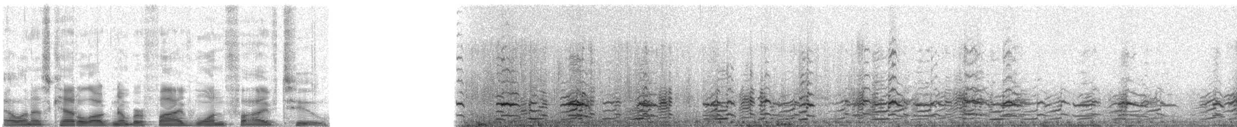 Barnacla Nené - ML5152