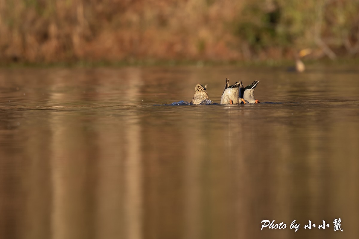 Mallard - ML515201641
