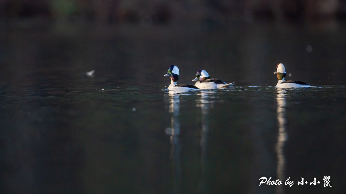 Bufflehead - ML515201651