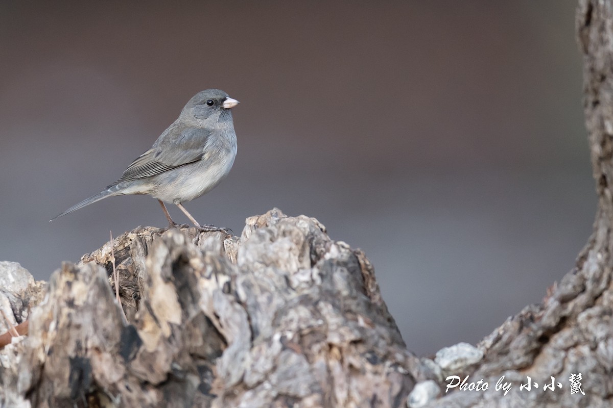 Dark-eyed Junco (Slate-colored) - ML515201691
