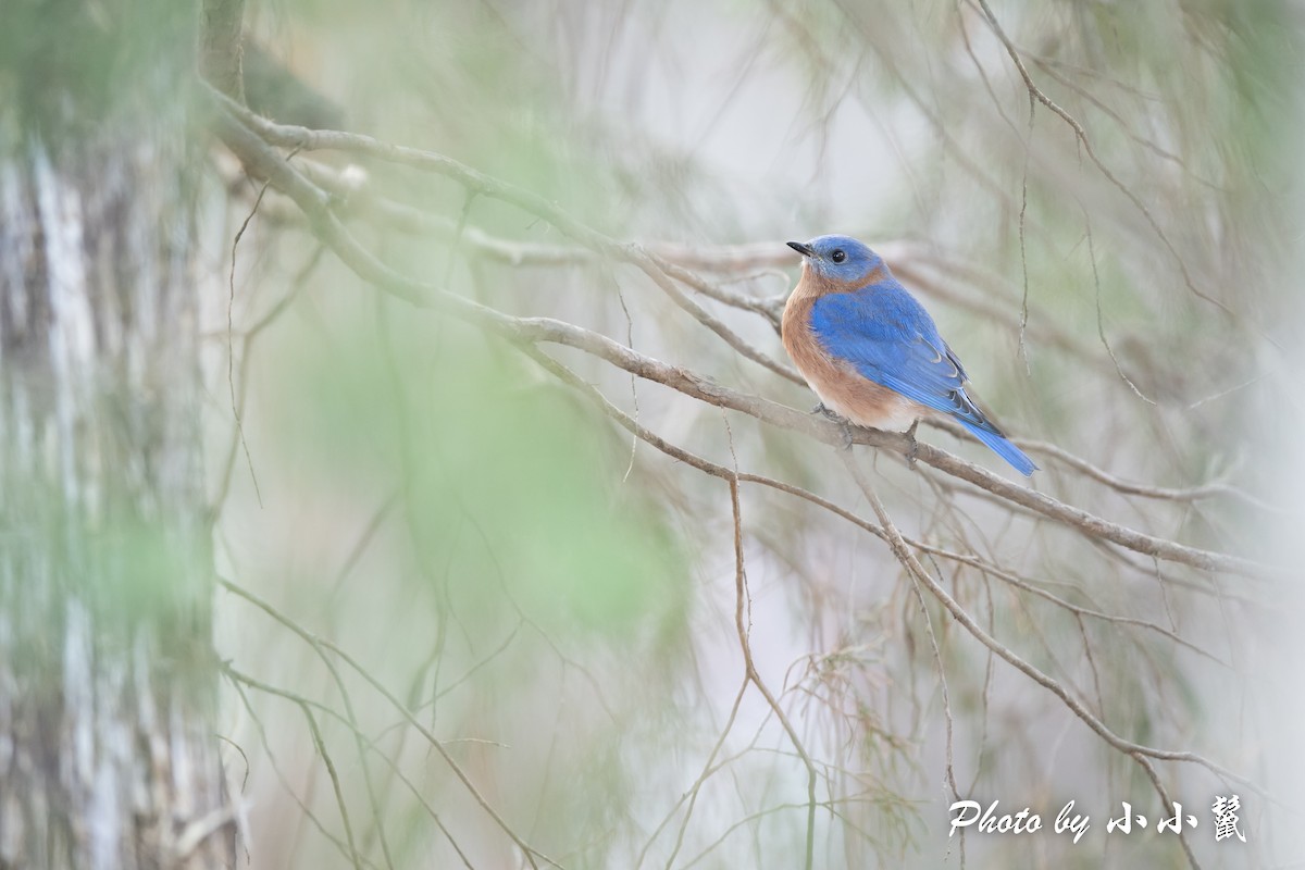 Eastern Bluebird - ML515201881