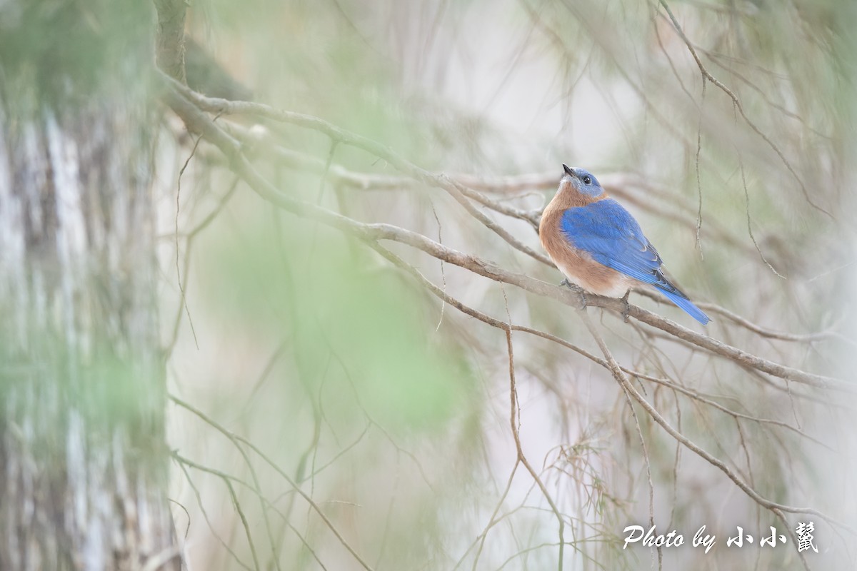 Eastern Bluebird - ML515201901