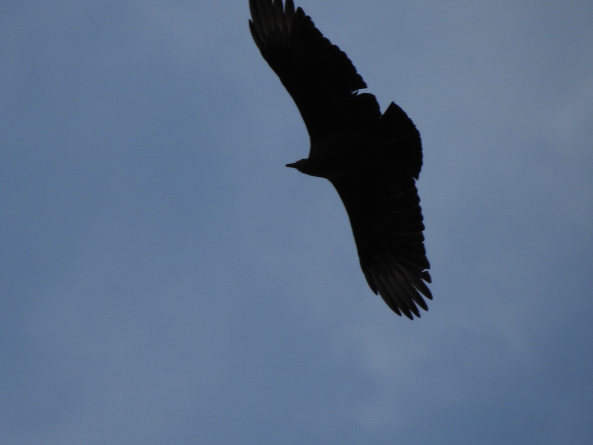 Black Vulture - ML515202161