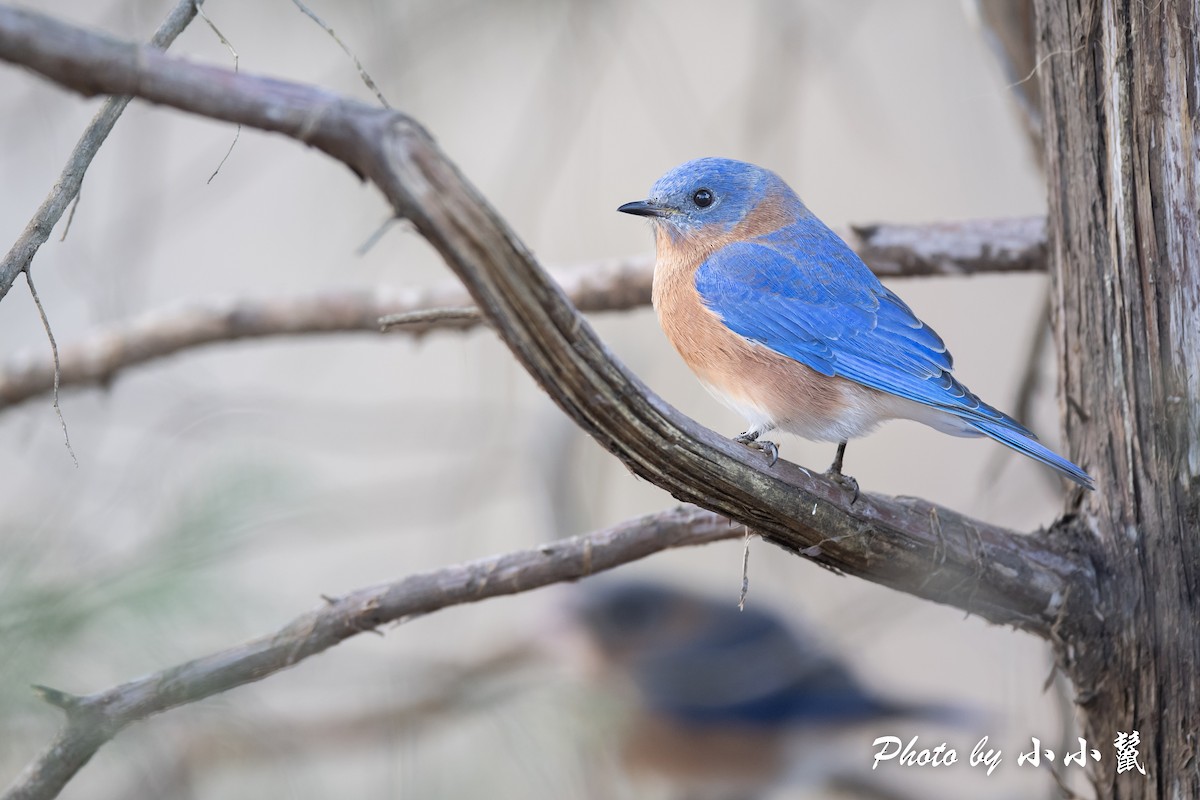 Eastern Bluebird - ML515202571