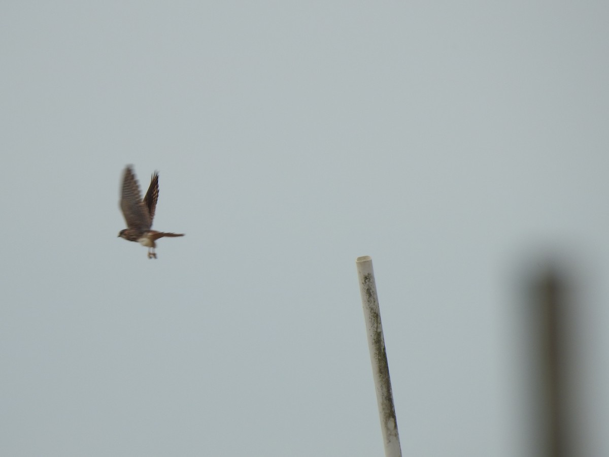 American Kestrel - ML515202601