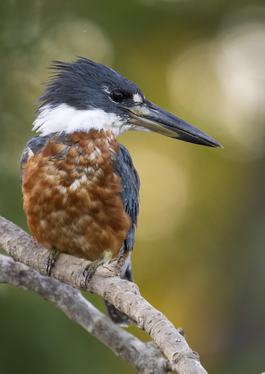 Ringed Kingfisher - ML515203731