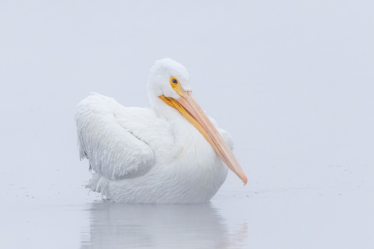 American White Pelican - ML515204091