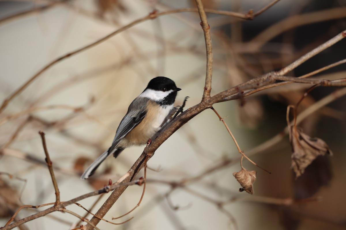 Black-capped Chickadee - ML515204401