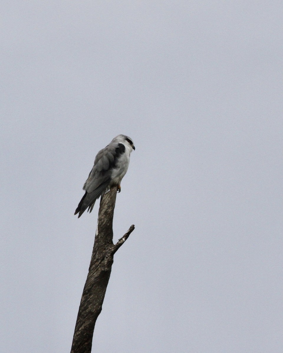 Black-winged Kite - ML515204831