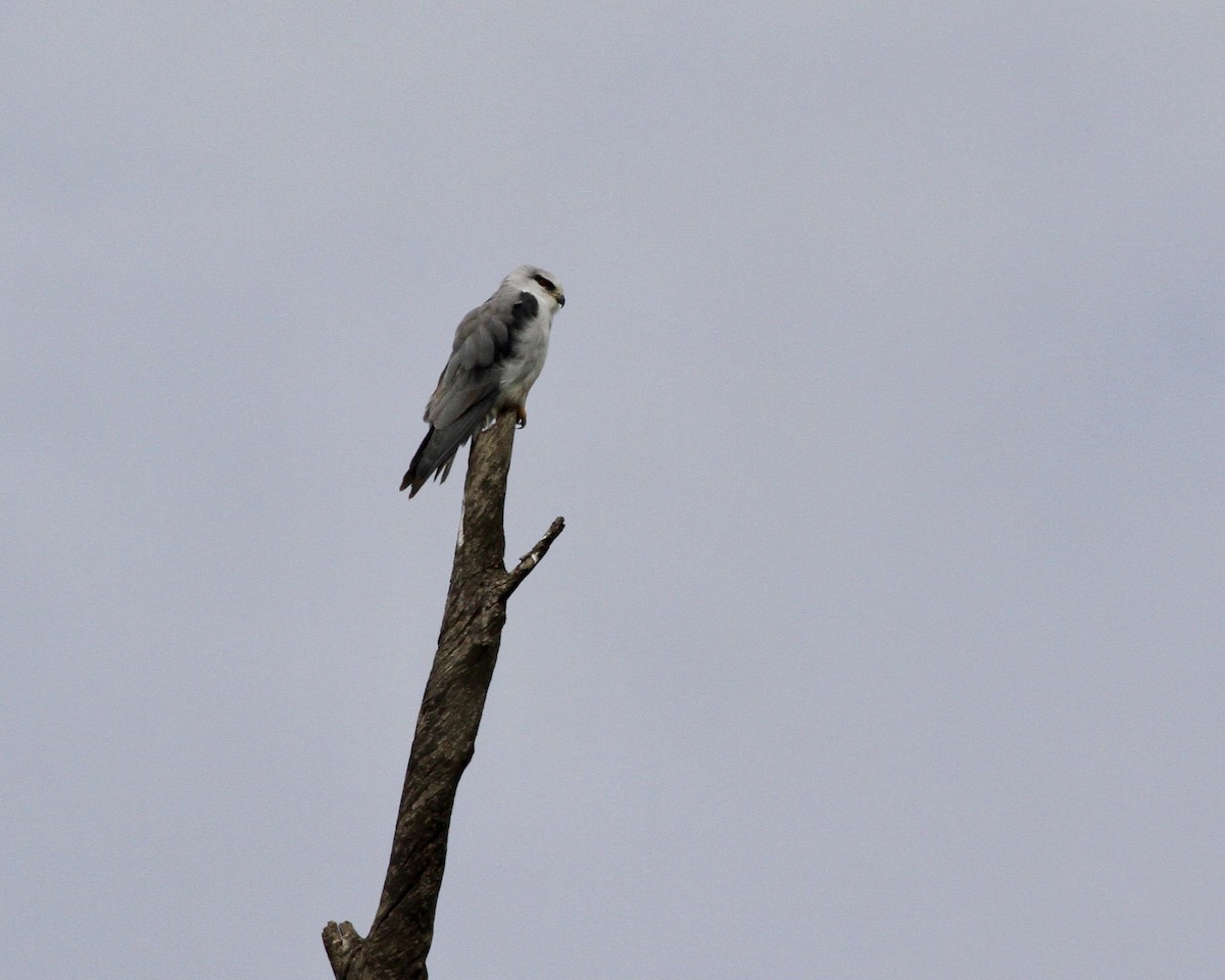 Black-winged Kite - ML515204841