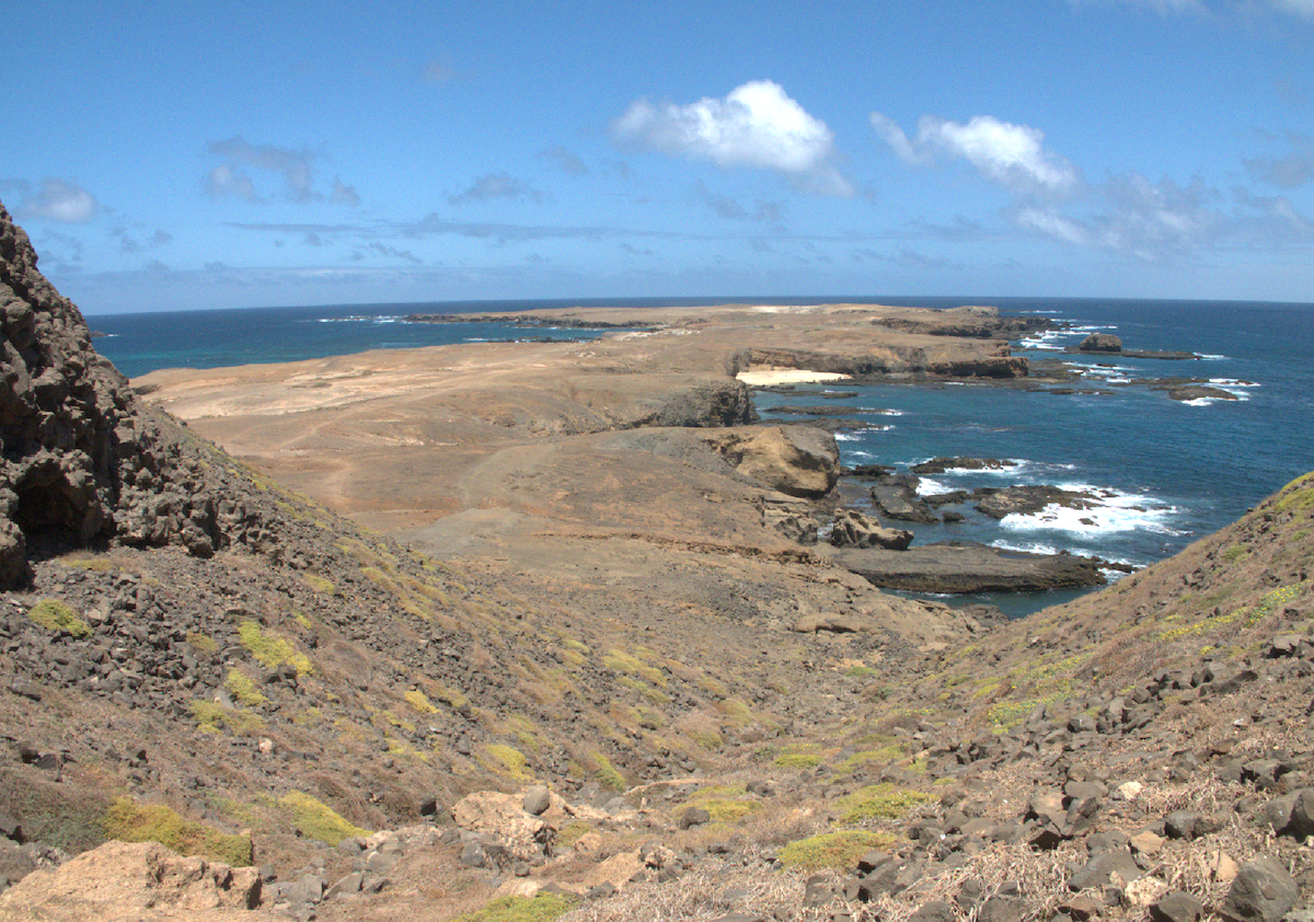 Cape Verde Storm-Petrel - ML515205361