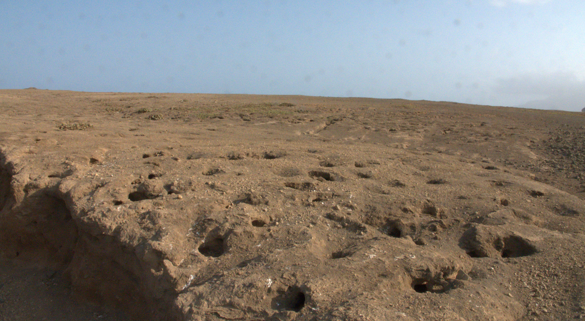 Cape Verde Storm-Petrel - ML515205661