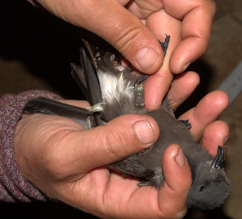 Cape Verde Storm-Petrel - Fernando Anand Medrano Martínez