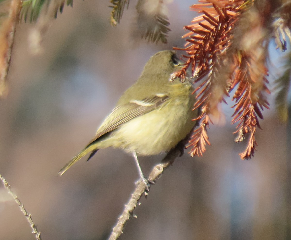 Hutton's Vireo - ML515206481
