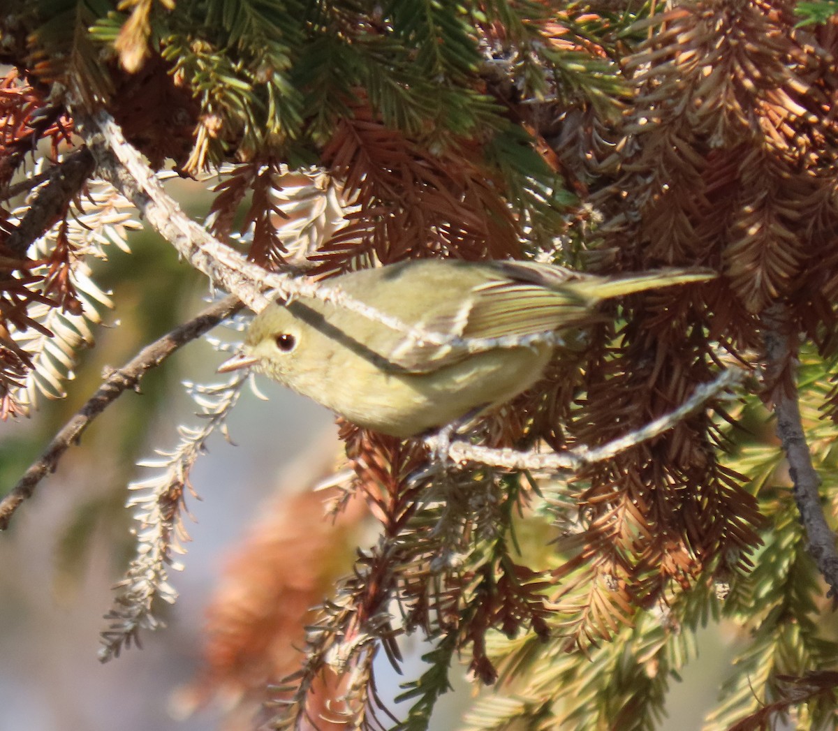 Hutton's Vireo - ML515206491
