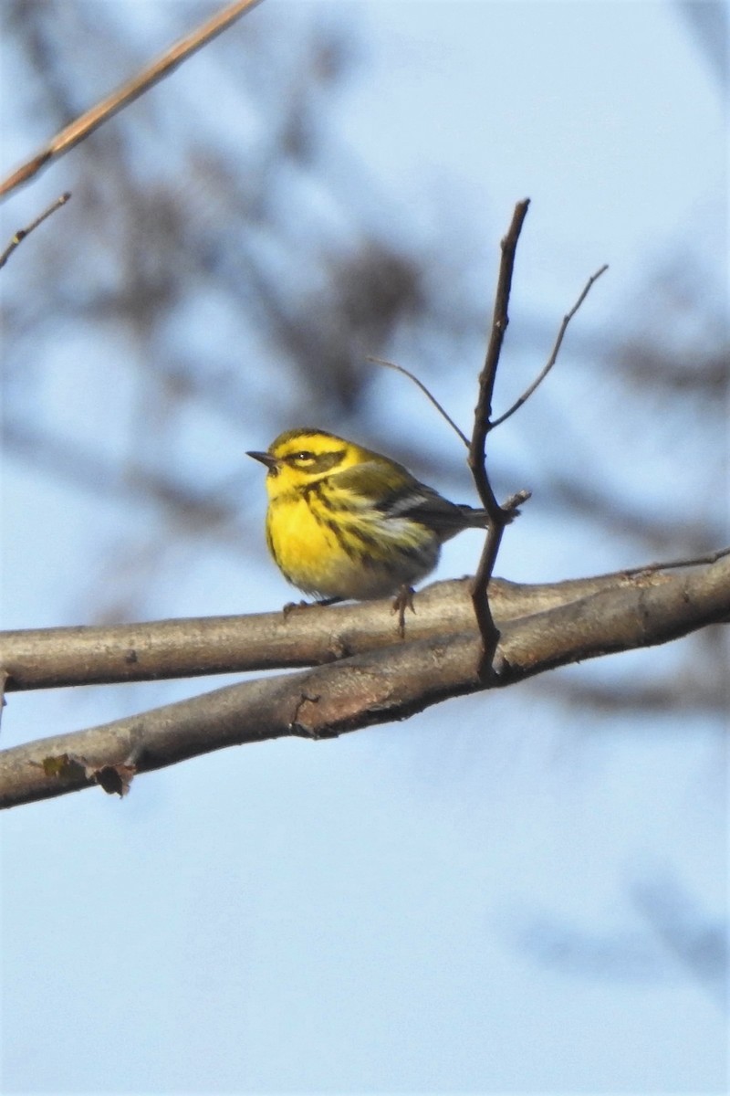 Townsend's Warbler - ML515206721