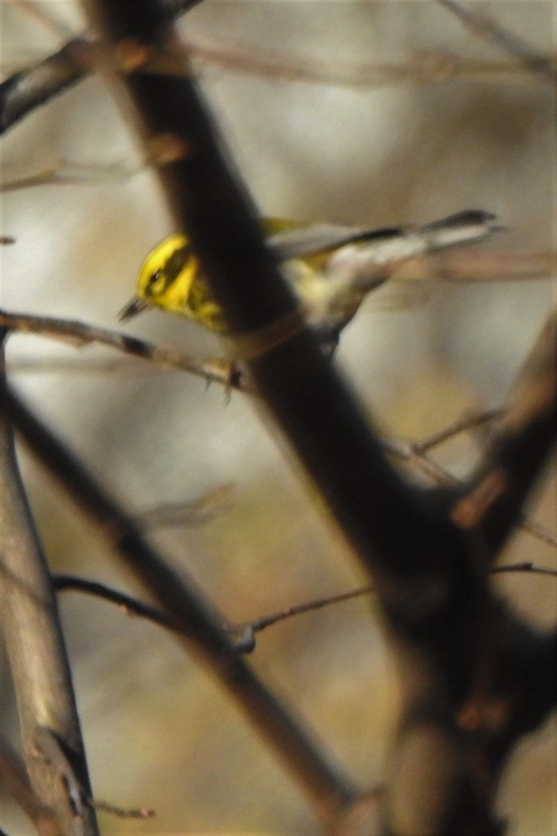 Townsend's Warbler - ML515206731