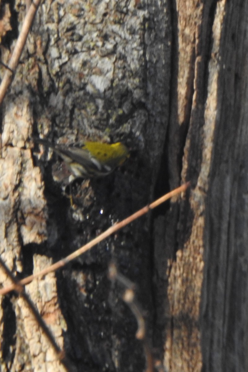 Townsend's Warbler - ML515206741