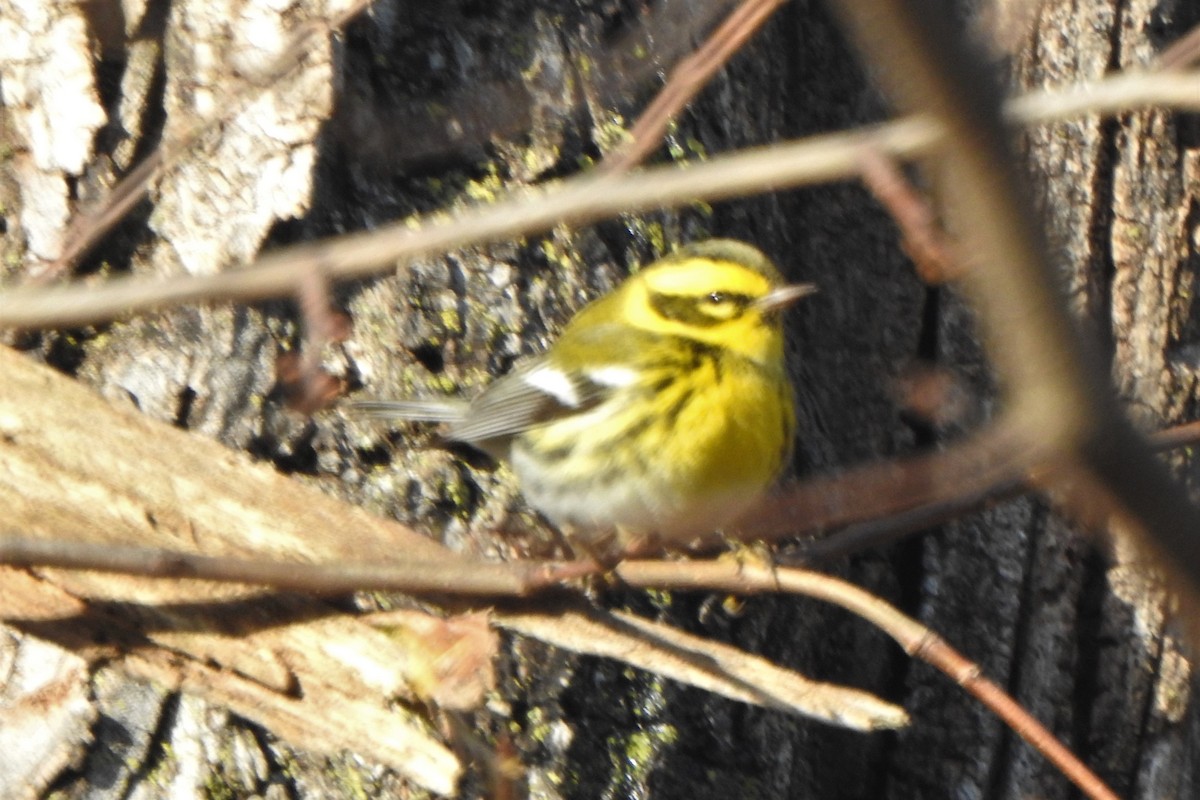 Townsend's Warbler - ML515206751