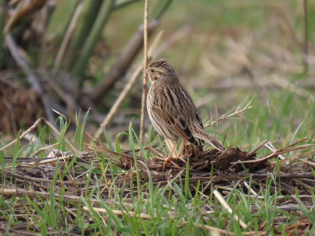 Savannah Sparrow - ML515207231