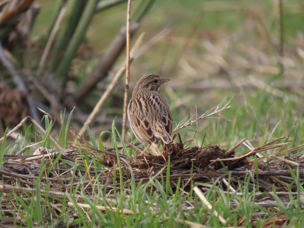 Savannah Sparrow - ML515207241