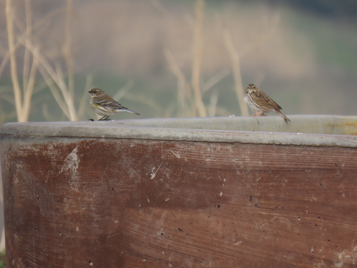 Savannah Sparrow - ML515207261
