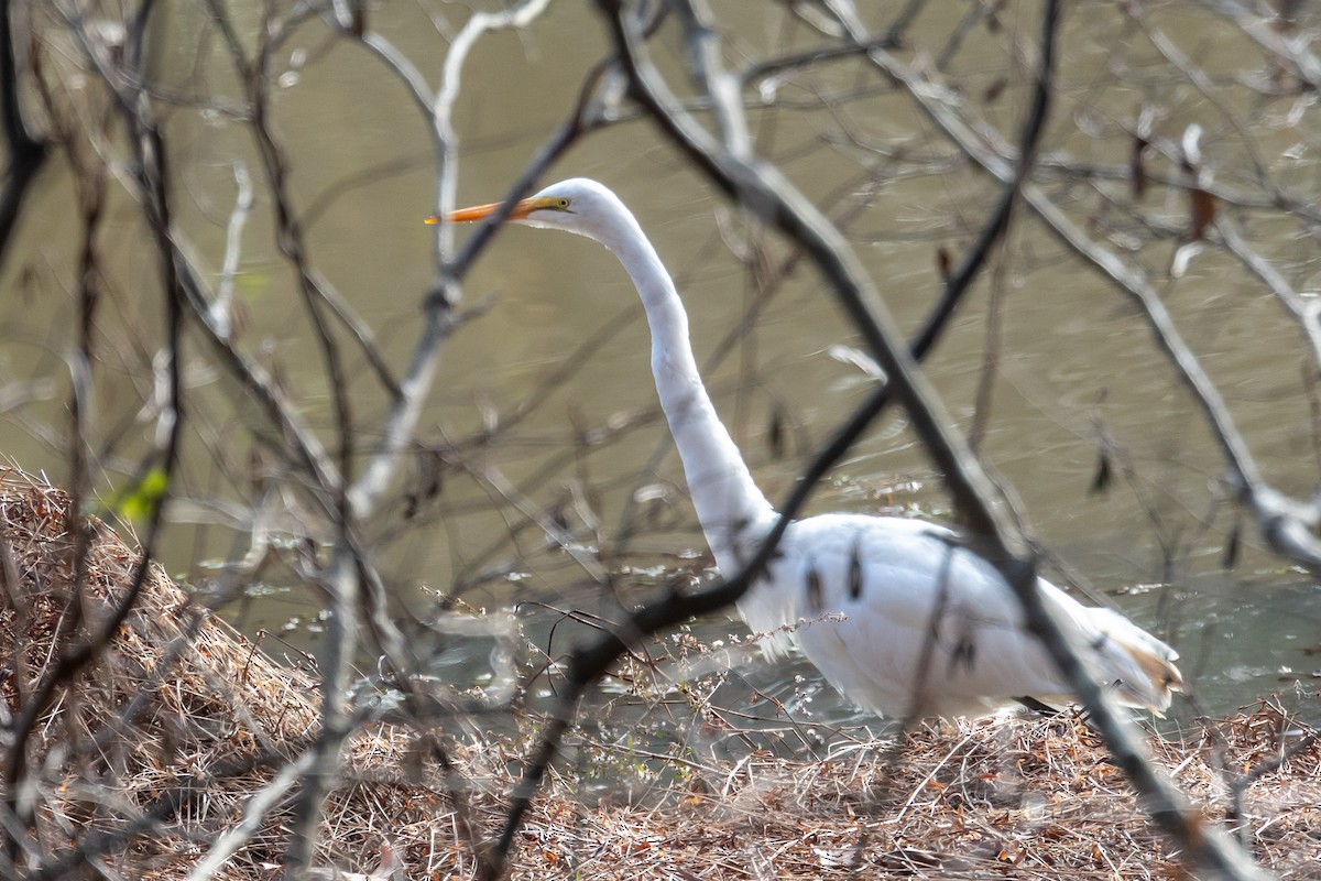 Great Egret - ML515207441