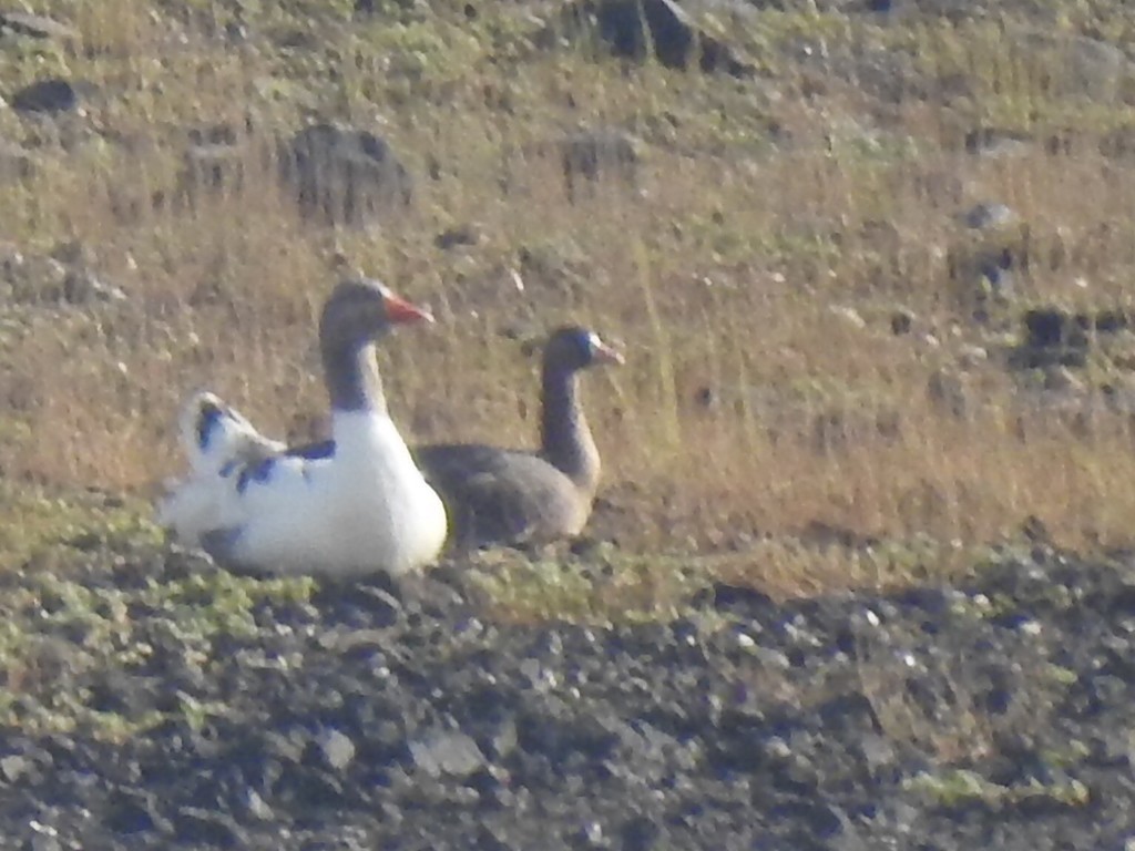 Greater White-fronted Goose - ML515207641