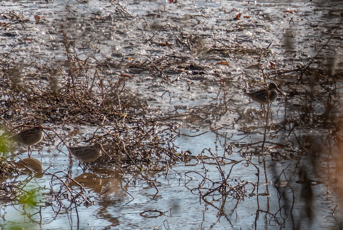 Wilson's Snipe - Niki Robertson