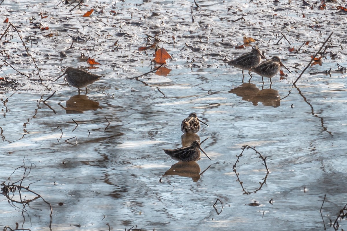 Wilson's Snipe - Niki Robertson