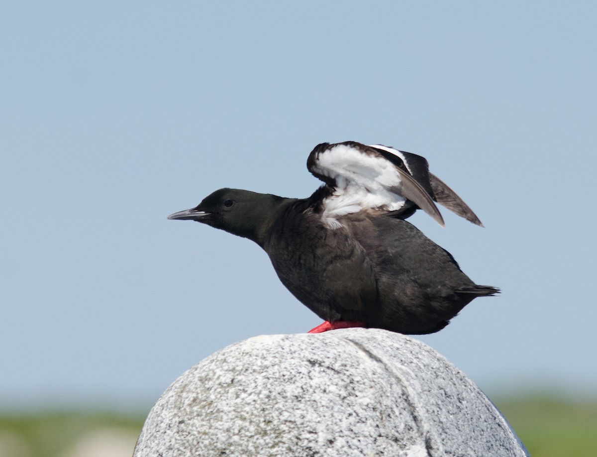 Black Guillemot - ML51521011