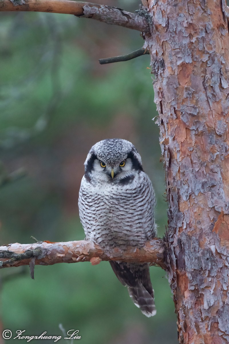 Northern Hawk Owl - ML515211091