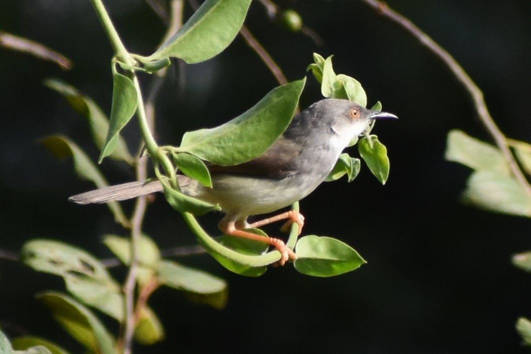 Gray-breasted Prinia - ML515211101