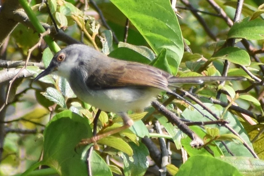 Gray-breasted Prinia - ML515211111