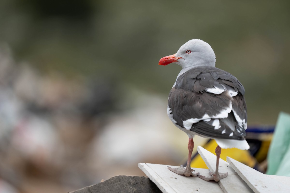 Dolphin Gull - ML515211641