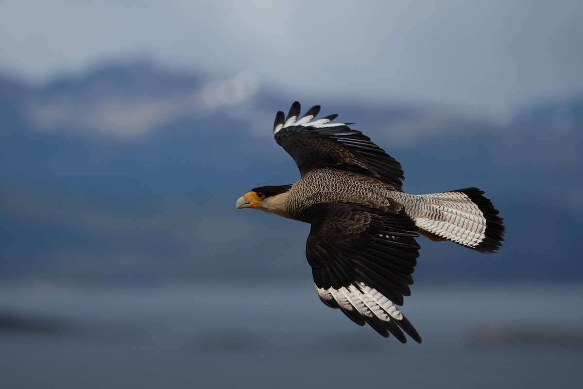 Crested Caracara (Southern) - ML515211711