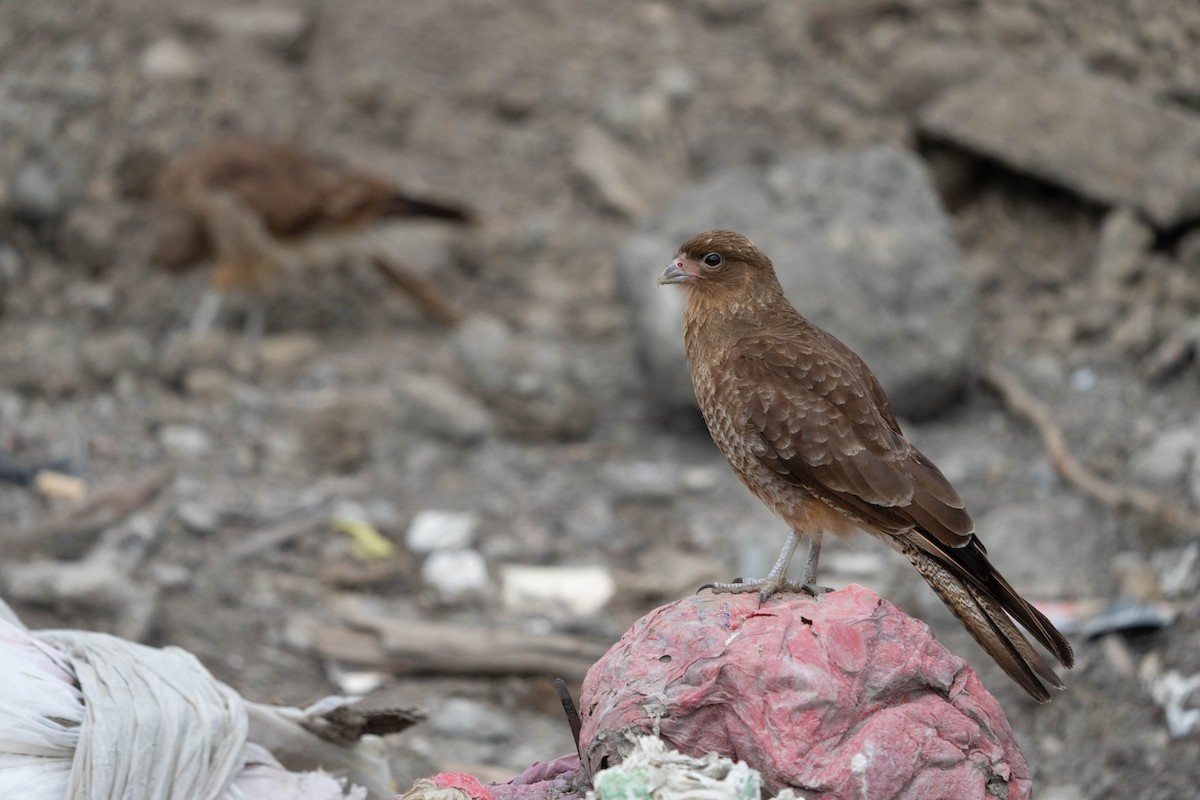 Chimango Caracara - ML515211801