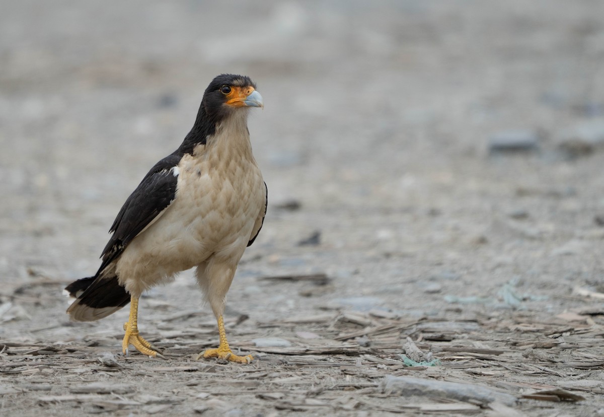 White-throated Caracara - ML515211921