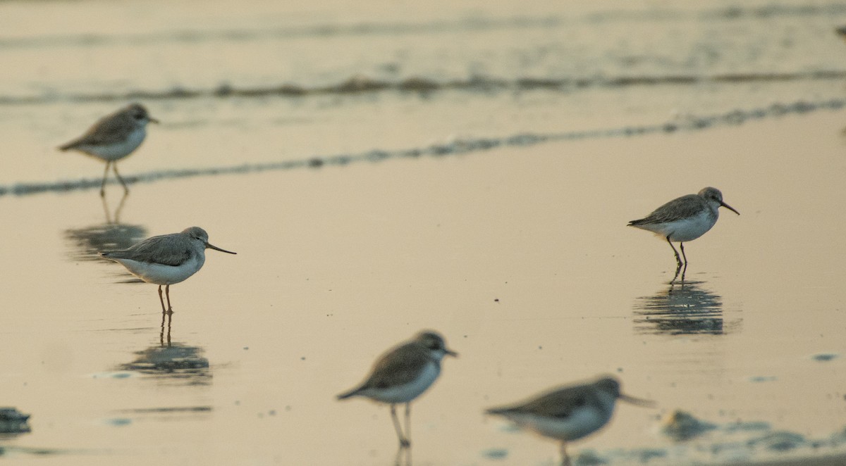 Curlew Sandpiper - SWARUP SAHA