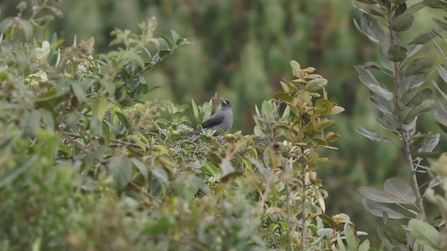 Cotinga à huppe rouge - ML515213361