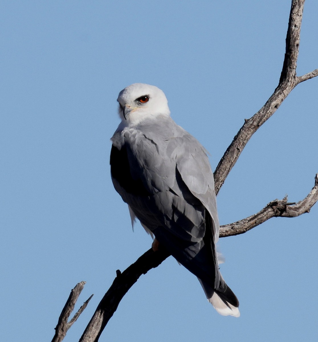 White-tailed Kite - Hal and Kirsten Snyder