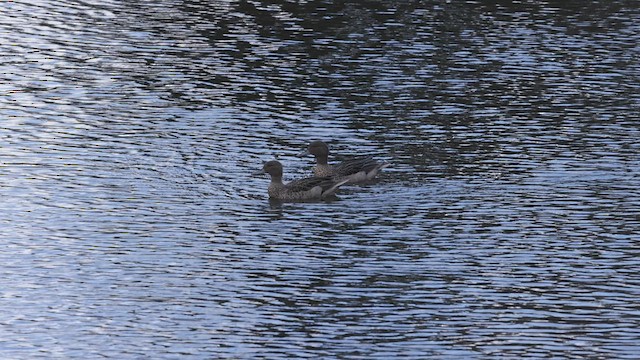 Andean Teal - ML515213721