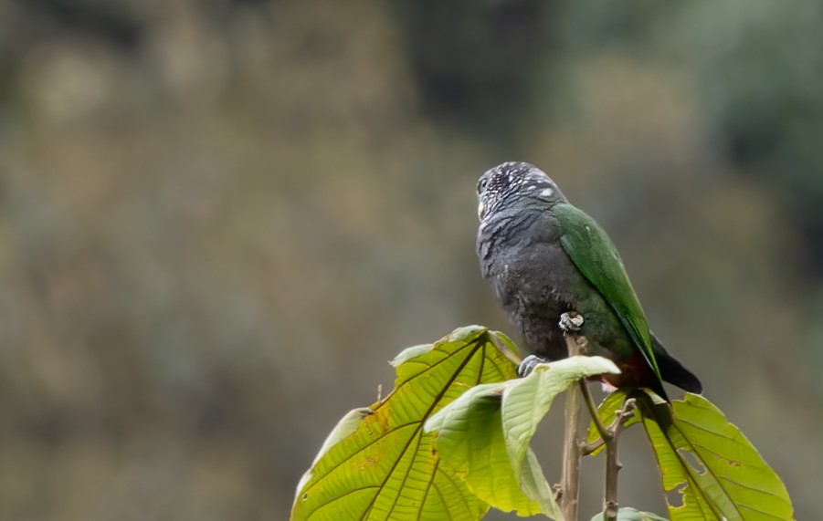 Speckle-faced Parrot (White-capped) - Phil Bartley