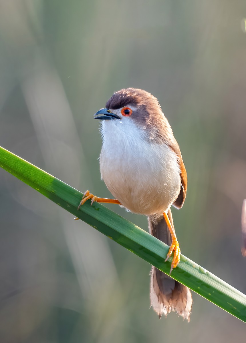 Yellow-eyed Babbler - ML515213931