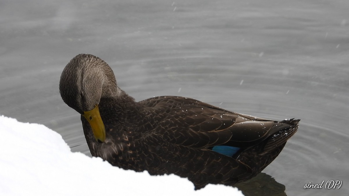 American Black Duck - ML515215791